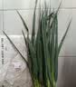 蘸酱小葱约150g 实拍图