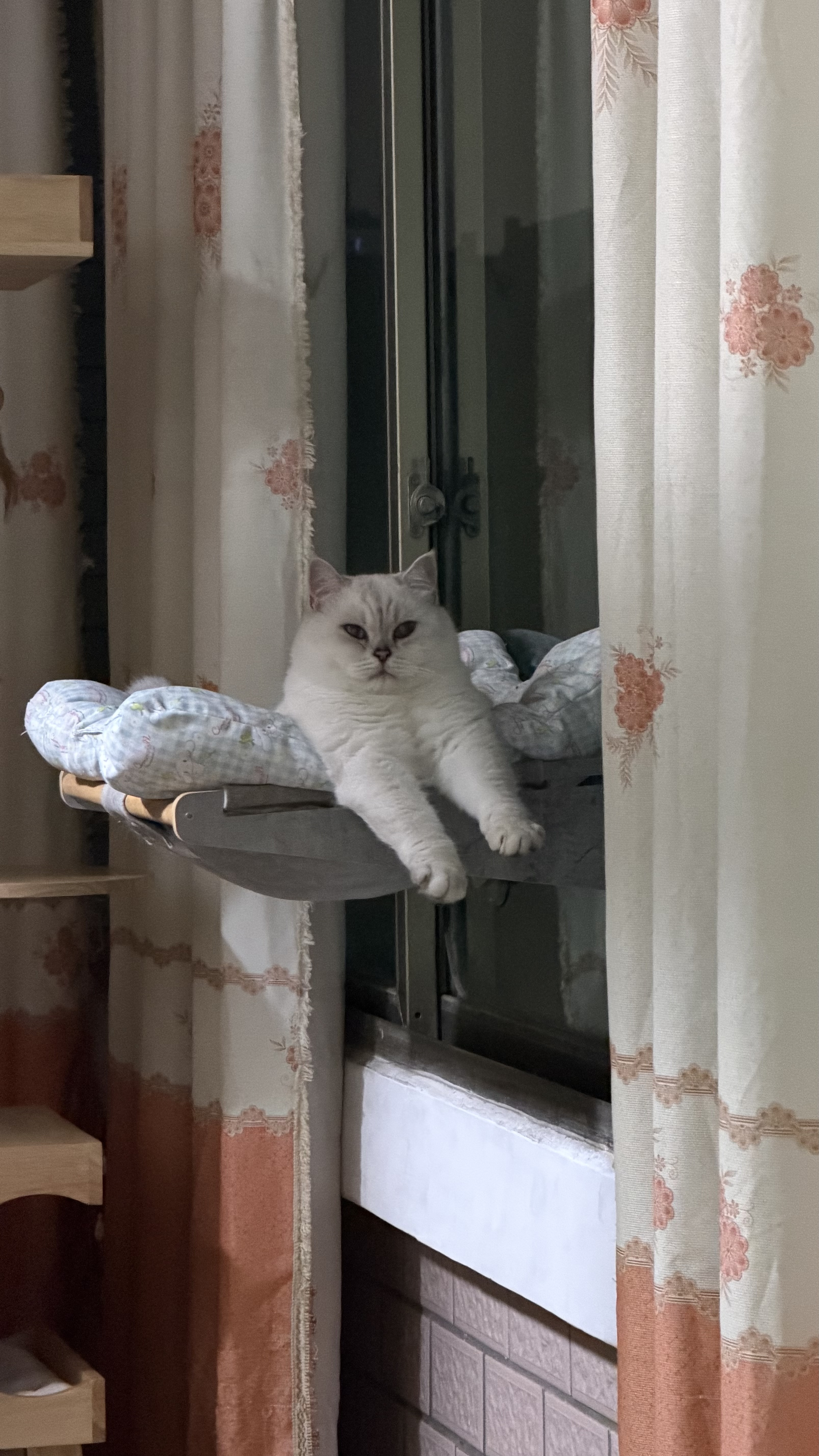 维克（Virbac）耳漂滴耳液狗狗猫咪预防耳螨清洁耳道洗耳液犬猫耳部清洁宠物滴耳液 60ml 实拍图