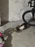 网易严选全价鲜鸡肉猫粮 成幼猫粮单一肉源无谷益生菌低敏护肠胃增肌7.2kg 实拍图