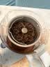 小熊（Bear）纯钛养生壶 喷淋式煮茶器 煮茶壶0胶水 1.5L大容量 办公室保温一体泡茶热水壶 2026新款 ZCQ-K15J3 实拍图