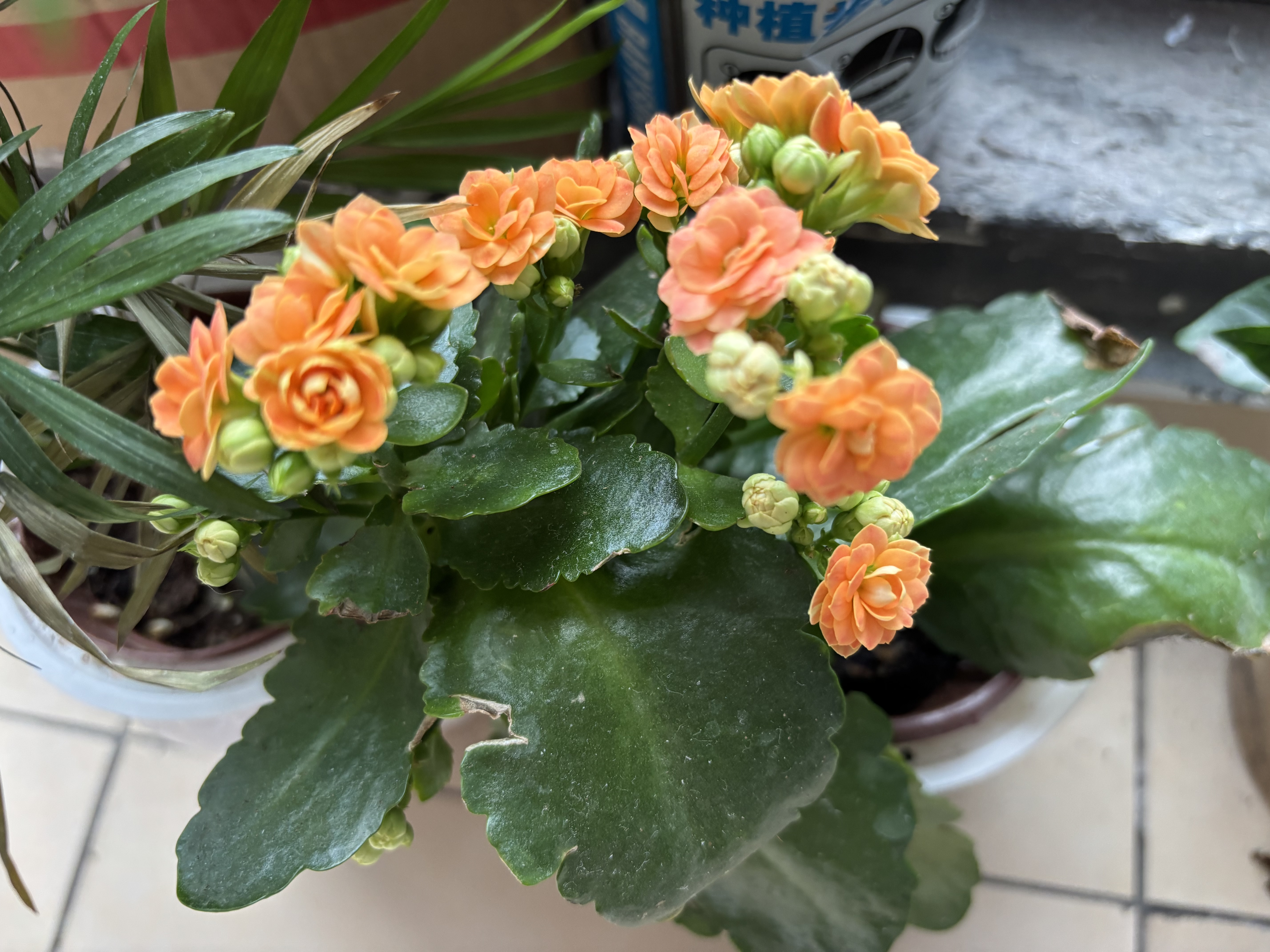 绿有意绿植盆栽多肉花卉盆栽植物室内桌面水培绿植办公室客厅植物懒人 开花组合】栀子花+长寿花+铁海棠 实拍图