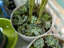 泰西丝多肉盆栽植物桌面绿植摆件组合四季好养耐旱喜阳肉肉盆景源头直发 实拍图