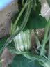 史丹利土壤活化剂宝矿源黄腐酸钾微生物菌剂黑水肥料松土剂改良剂500g 实拍图