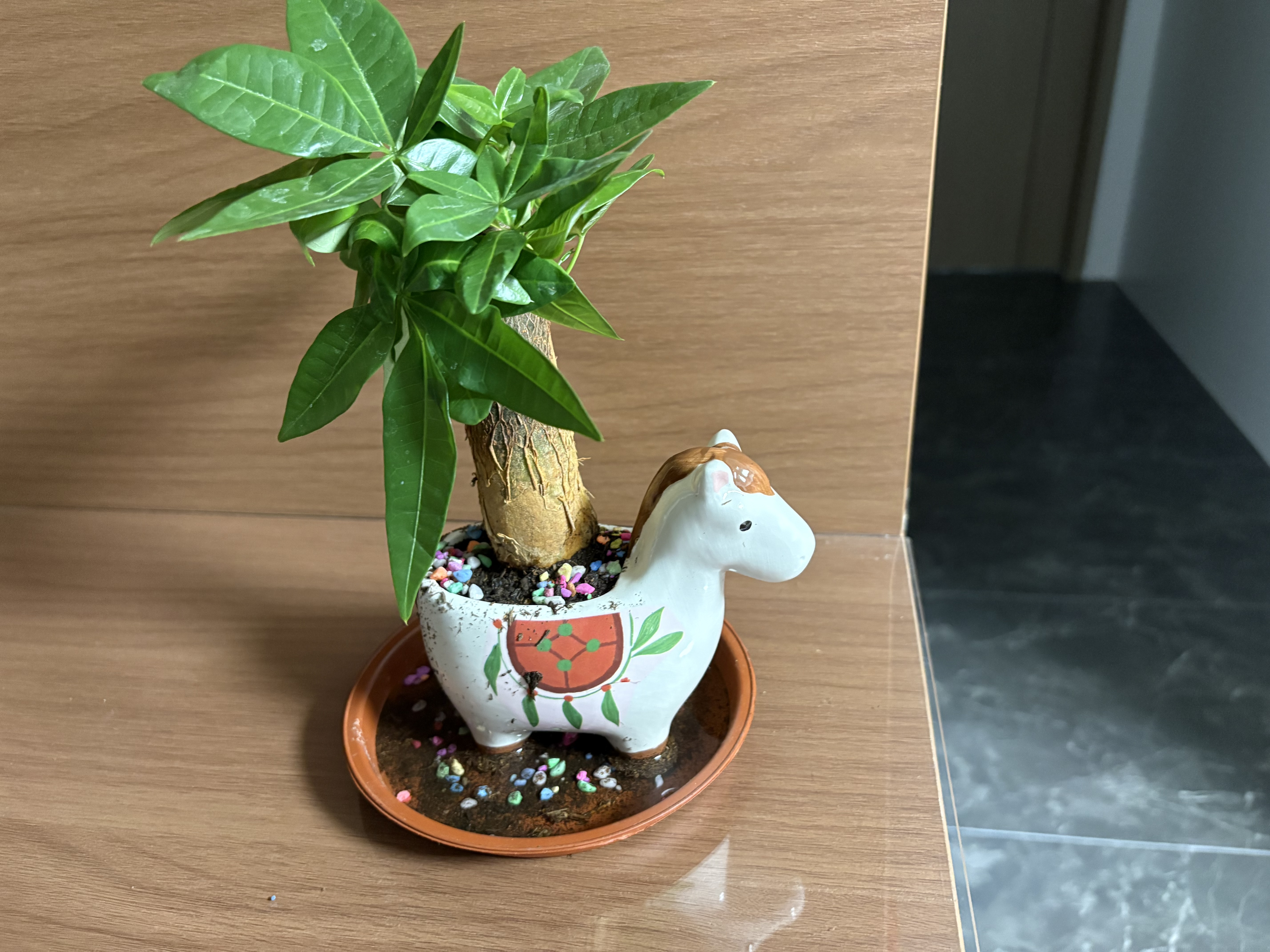 马上发财树小盆栽办公室内桌面绿植招财树植物马年伴手礼小马摆件 胖胖发财树+小马陶瓷盆【送吊牌+铺面石】 实拍图