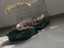 喵先生【带挂碗+垫板】宠物航空箱大号狗猫托运箱猫咪狗狗航空箱运输箱 一号PLUS 建议18斤以内 实拍图