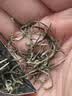 京东京造【2026新茶】明前特级·信阳毛尖250g地标绿茶叶春茶品质 实拍图