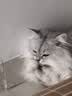 冠能猫粮成猫猫粮三文鱼味2.5kg 全价猫粮 稳固免疫 适口性强 实拍图