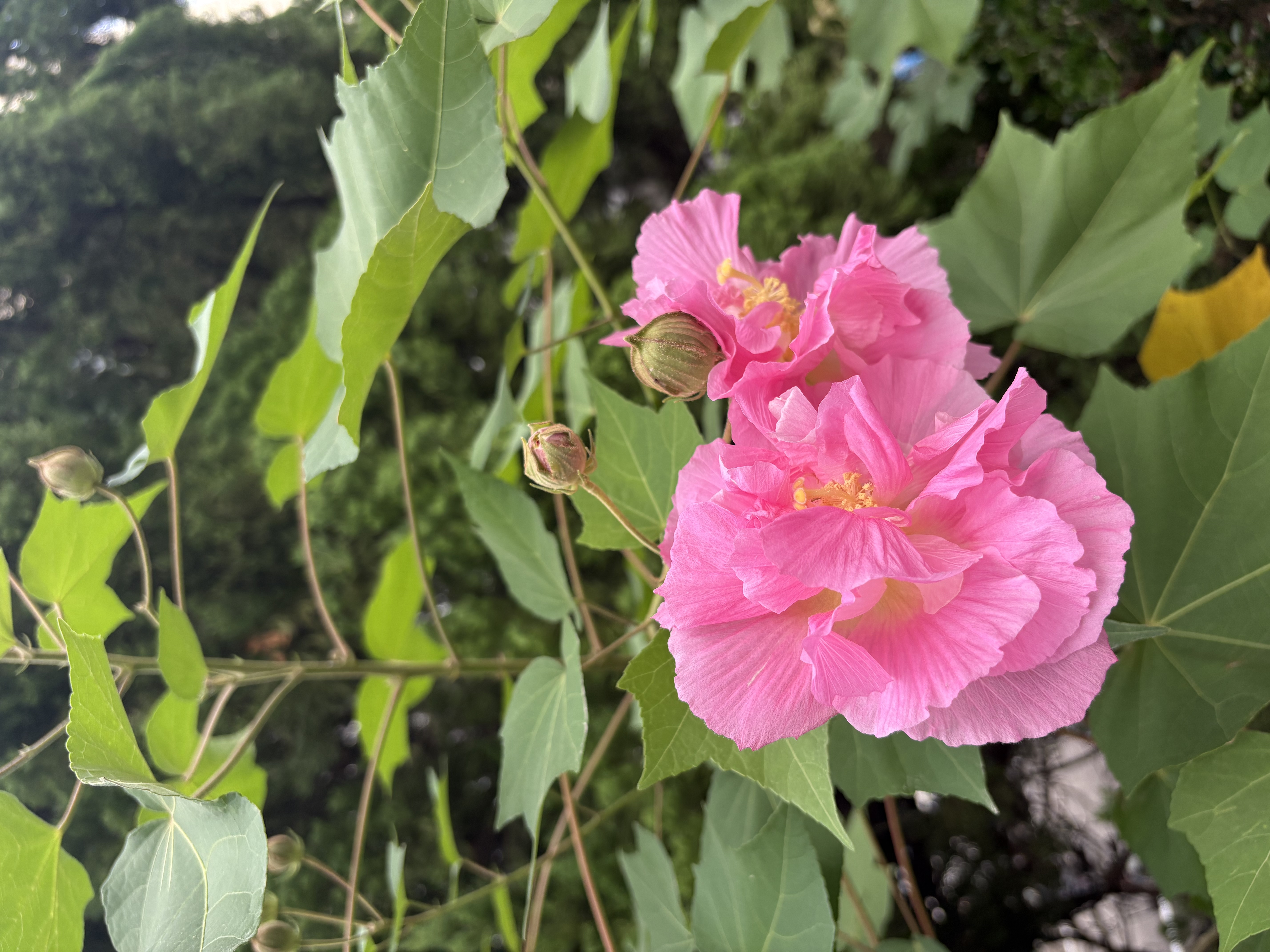 八芽小叶栀子花盆栽开花植物室内桌面茶几好养花卉绿植办公室净化空气 小叶栀子花-陶瓷竖纹盆 带盆栽好 实拍图