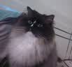 海洋之星烘焙猫粮冰川三文鱼猫粮 幼猫成猫美毛 布偶蓝猫全价鲜肉粮1.5kg 实拍图