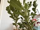 迩英阁黄杨盆景耐寒办公室内盆栽四季常青好养客厅花卉庭院树苗桌 黄杨盆栽35厘米高 不含盆  根部带土球发货  包成活 实拍图