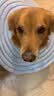 皇家狗粮 金毛成犬狗粮 犬粮 宠物大型犬 GR25 全价犬粮 ≥15月 12KG 实拍图