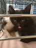普安特宠物猫咪驱虫药驱虫体内外一体幼成虫跳蚤犬虱非泼罗尼爱滴克套装 实拍图