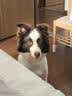 普安特宠物狗狗驱虫药犬驱虫体内外一体跳蚤犬虱非泼罗尼爱滴克 实拍图