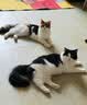皇家猫粮 室内成猫粮 I27 通用粮 12月以上 10KG 实拍图