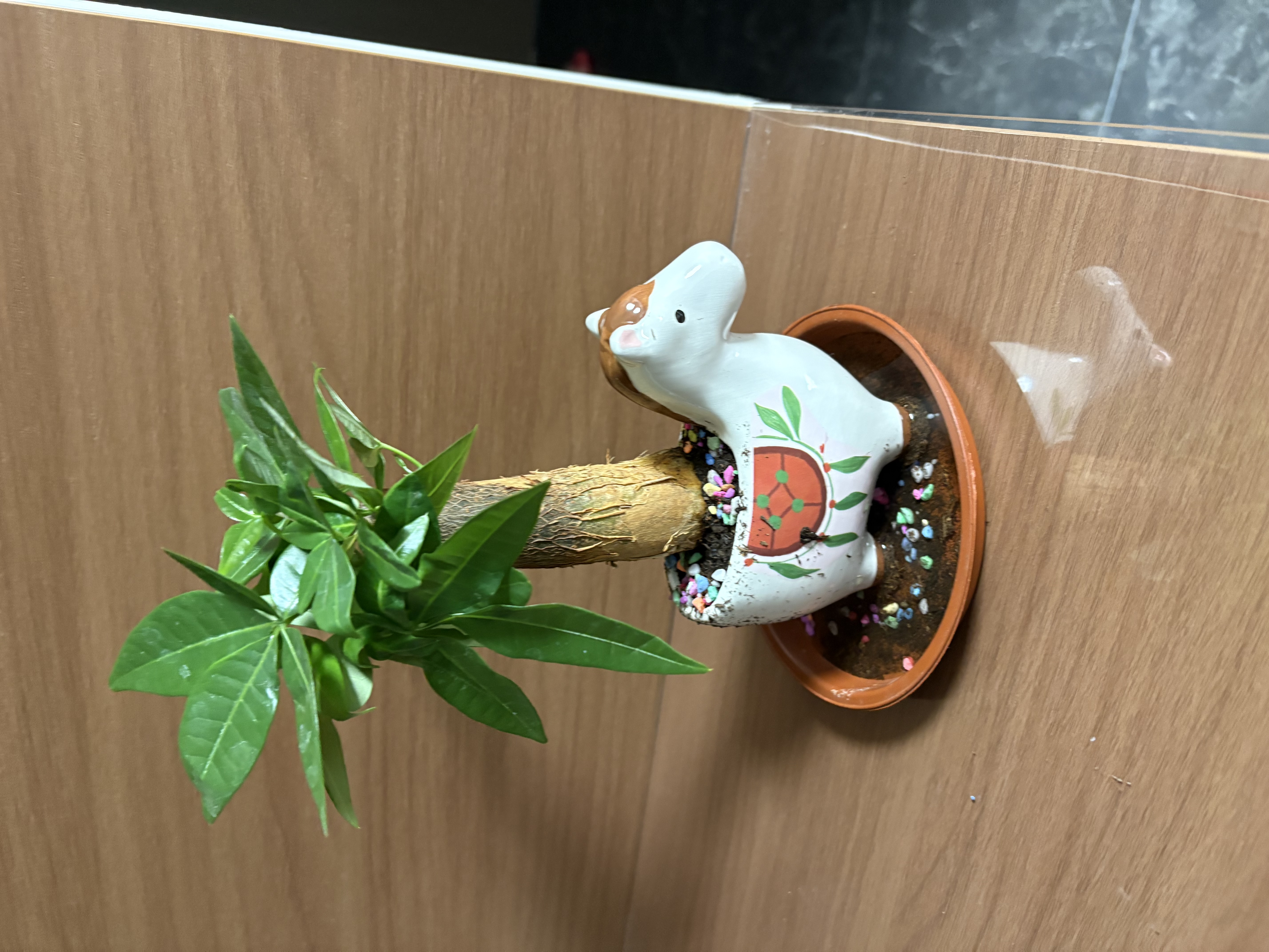 马上发财树小盆栽办公室内桌面绿植招财树植物马年伴手礼小马摆件 胖胖发财树+小马陶瓷盆【送吊牌+铺面石】 实拍图