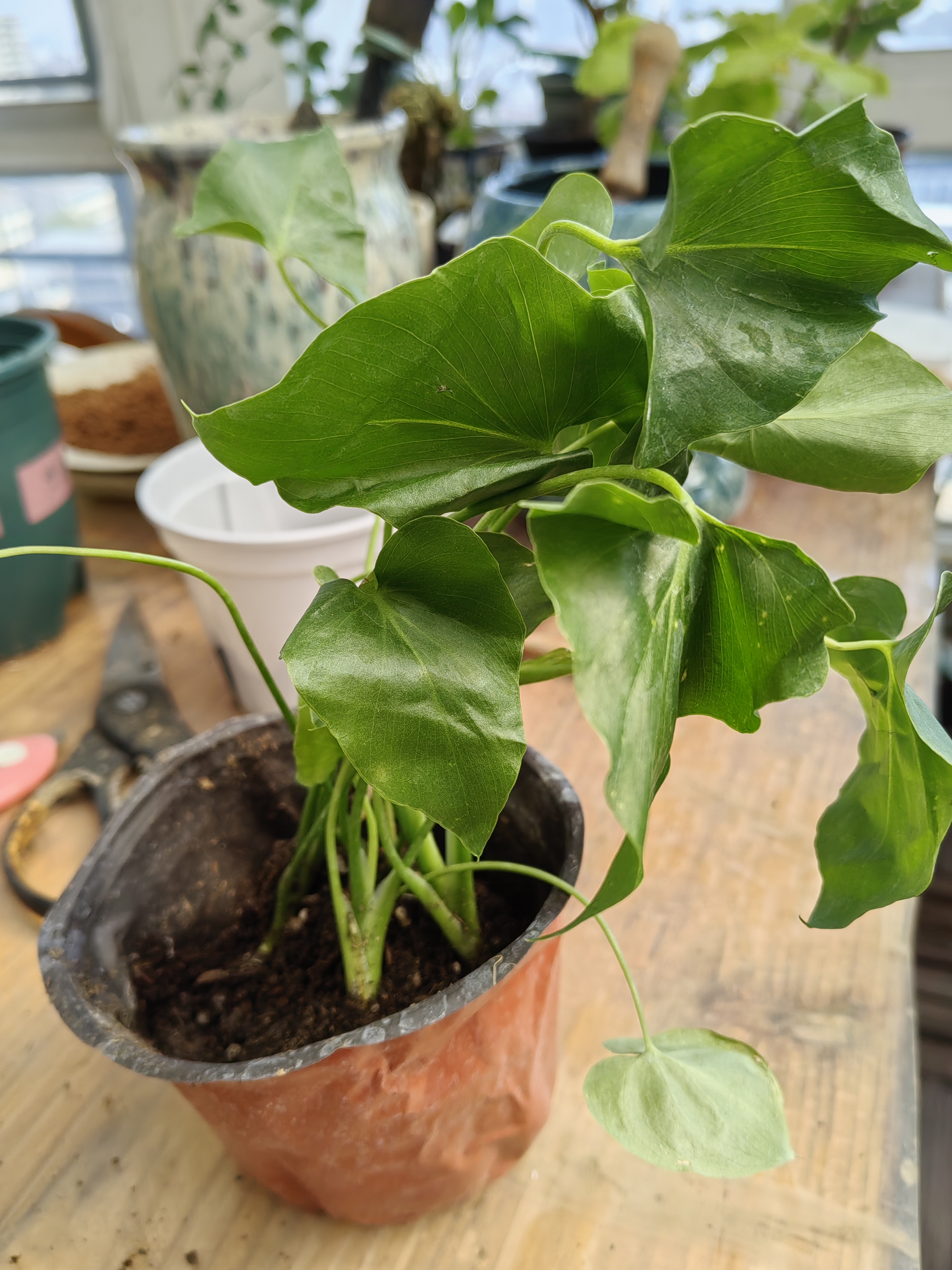 年宵花富贵竹龙鳞春羽水培植物春节过年装饰绿萝盆栽花卉绿植年货 精品春羽20-25cm【2棵】送营养液 实拍图
