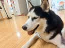 皇家狗粮 成犬狗粮 犬粮 宠物 中型犬 M25 全价犬粮 ≥12月 4KG 实拍图