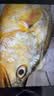 海名威 冷冻黄花鱼700g/2条装 宁德大黄鱼 海鱼 生鲜鱼类 海鲜水产 实拍图