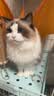 红狗猫用维生素软颗粒6g尝鲜装猫咪维生素猫用维生素宠物猫藓8合1配方 实拍图