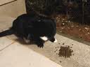 鲜朗低温烘焙猫粮 禽肉配方幼猫成猫奶糕无谷全价猫粮鲜郎 【禽肉配方】猫粮2kg 实拍图