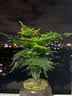 八芽小叶栀子花盆栽开花植物室内桌面茶几好养花卉绿植办公室净化空气 小叶栀子花-陶瓷竖纹盆 带盆栽好 实拍图
