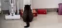冠能猫粮成猫猫粮鸡肉味3.5kg 全价猫粮 稳固免疫 适口性强 实拍图