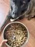 皇家狗粮 成犬狗粮 犬粮 宠物大型犬 GR26全价犬粮≥15月15KG 实拍图