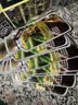 韩愢山核桃护染膏泡泡染发剂植物纯栗棕色染发膏 不易伤头皮自己染 实拍图