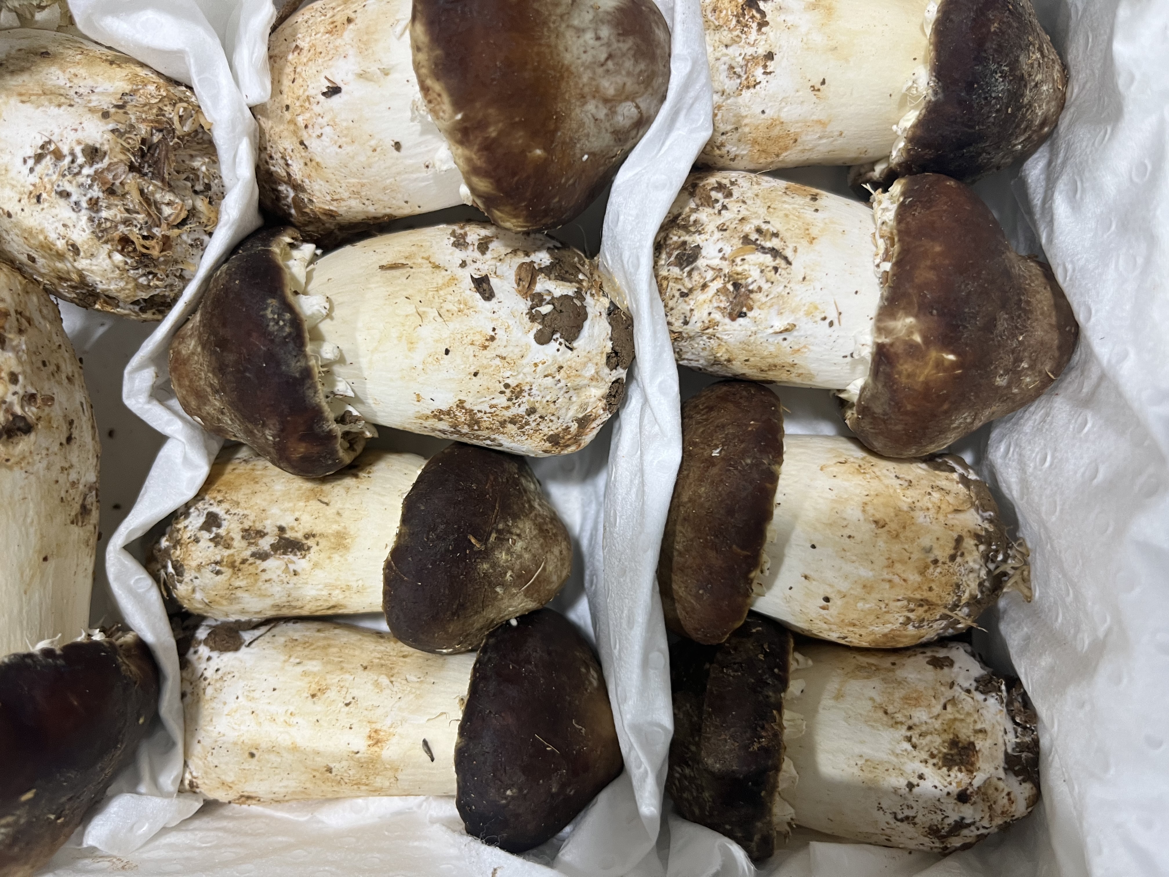 京鲜生云南新鲜姬松茸净重1斤鲜菌菇煲汤小炒火锅食材源头直发 实拍图