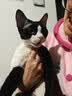 凯锐思鱼油猫条鲜肉猫零食爆珠磷虾油猫条美毛靓毛100支 实拍图