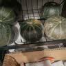 京鲜生内蒙沙漠贝贝南瓜 净5斤(粉糯瓜) 中果300g+辅食 源头直发 实拍图