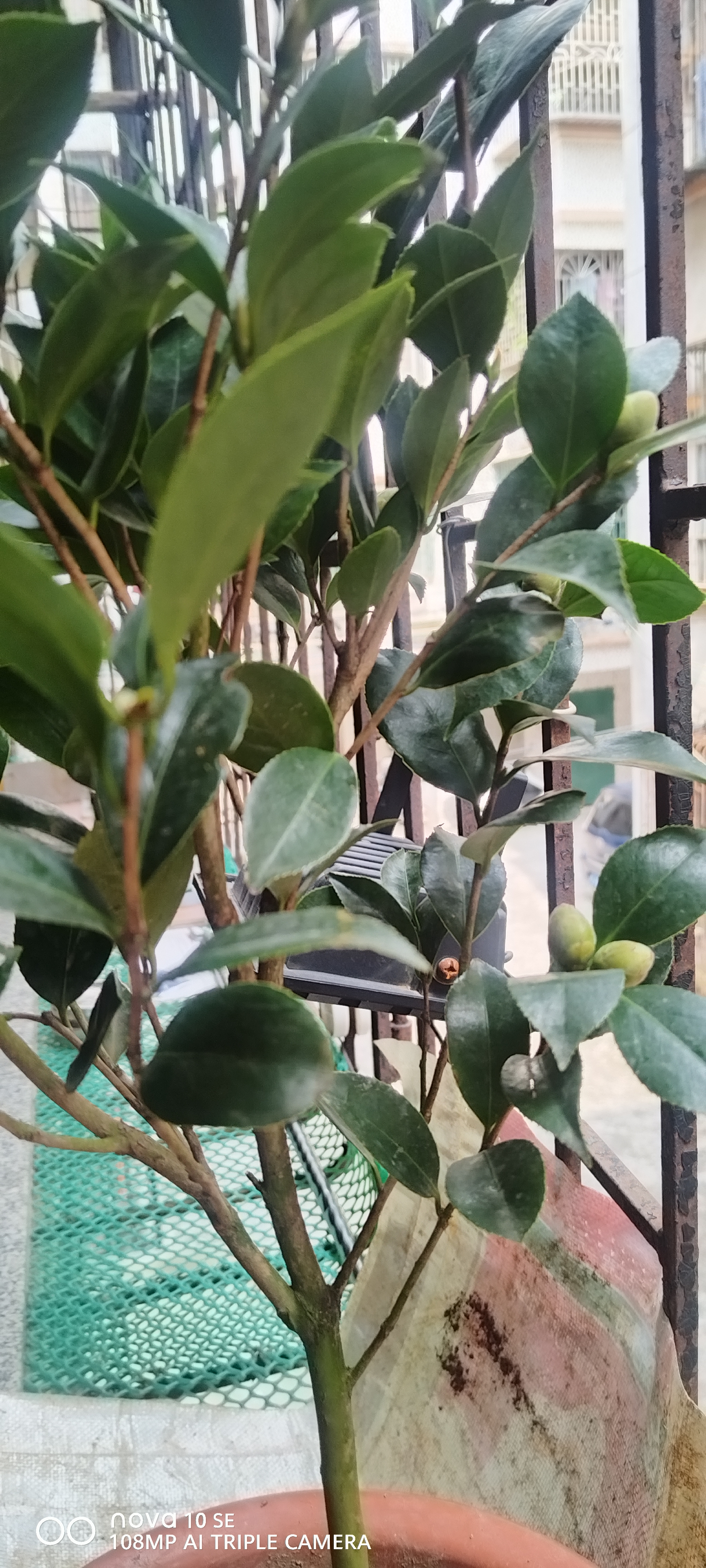 御卉阁茶花盆栽带花苞四季开花室内阳台好养浓香型山茶花树苗花卉绿植 五色赤丹(强力推荐) 5年苗花苞多多 实拍图