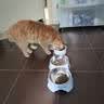 网易严选全价猫粮4.0成幼猫三文鱼亮毛养胃深海鱼虾1.8kg*4袋【宠物金选】 实拍图
