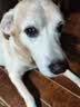 皇家狗粮 拉布拉多成犬狗粮 宠物大型犬 LR30 全价犬粮 ≥15月 12KG 实拍图