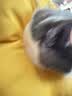 华元宠具（hoopet）猫咪伊丽莎白圈项圈宠物狗狗圈耻辱圈颈圈脖圈头套犬防舔头罩头套 实拍图