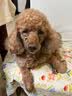 疯狂小狗狗零食泰迪金毛成犬幼犬耐咬磨牙棒 天然鸭肉原生牛皮卷100g*3 实拍图