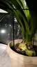 九千谷植物支撑架园艺花架阳台花园绣球月季爬藤 半圆20*35CM 3对装6393 实拍图