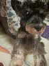 汪爸爸小型犬天然狗粮泰迪贵宾比熊雪纳瑞通用粮经典鸡肉配方囤货装 小型犬成犬粮15斤【鸡肉&鱼肉】 实拍图