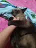 麦富迪猫粮 超肉粒冻干双拼成猫粮美毛护肠三文鱼10kg/20斤【宠物金选】 实拍图