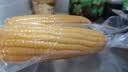 京鲜生东北黄糯玉米300g*8棒 甜黏玉米低脂早餐代餐粗粮真空装 源头直发 实拍图