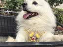 普安特宠物狗狗驱虫药犬体内外同驱跳蚤犬虱非泼罗尼爱滴克+内驱 实拍图