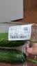 【水果菜】东北旱黄瓜约550g 实拍图
