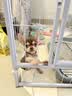 贝初众狗围栏室内宠物围栏狗笼子狗栅栏狗笼小中大型犬猫围栏狗笼折叠 120*60*60cm【适合中小型犬】 【6片】自由拼接组合围栏 加粗加密框架/无惧啃咬 实拍图