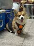 好主人狗粮鸭肉梨冻干四拼成犬粮 清火改善泪痕 通用成犬粮10kg 囤货装 实拍图