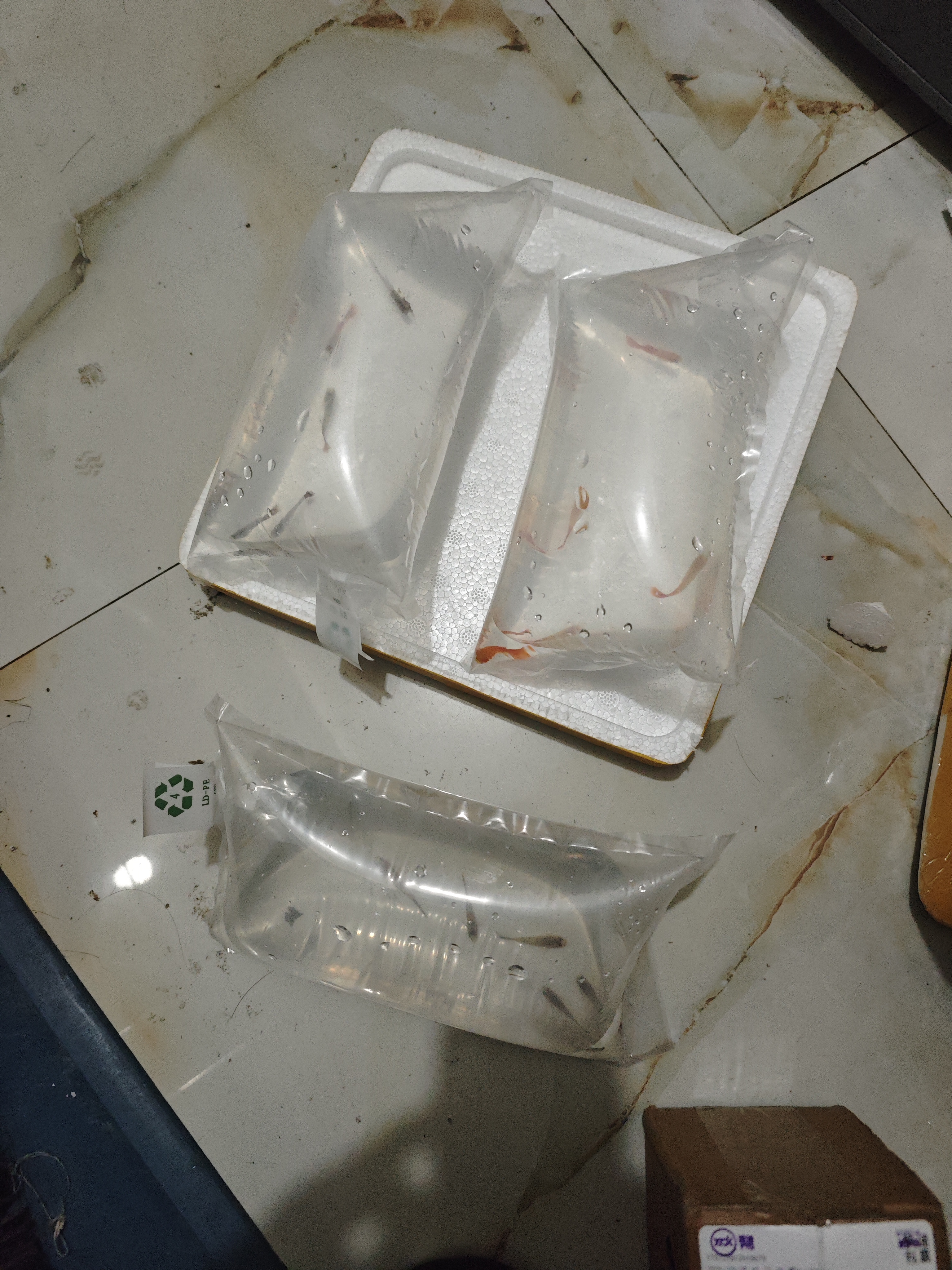 卡奇鱼 孔雀鱼 凤尾鱼 胎生鱼 热带观赏鱼淡水活体鱼小型鱼纯种好养易活 杂袍孔雀鱼10条+5条备损 实拍图