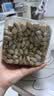 三只松鼠金选盐焗味开心果500g/罐大颗粒无漂白每日坚果炒货休闲零食 实拍图
