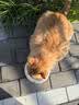 LEGENDSANDY蓝氏猎鸟乳鸽生骨肉冻干猫粮 全价成猫幼猫猫粮1.5kg 实拍图