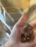 愛肯拿（ACANA）【宠物金选】狗粮清火 鸭肉梨成犬幼犬 低敏进口粮6kg效期27/8 实拍图