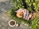 LEGENDSANDY蓝氏猎鸟乳鸽生骨肉冻干猫粮 全价成猫幼猫猫粮1.5kg 实拍图