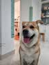 麦富迪狗粮 无谷牛肉双拼狗粮成犬 小型犬中大型犬通用10kg/20斤 实拍图
